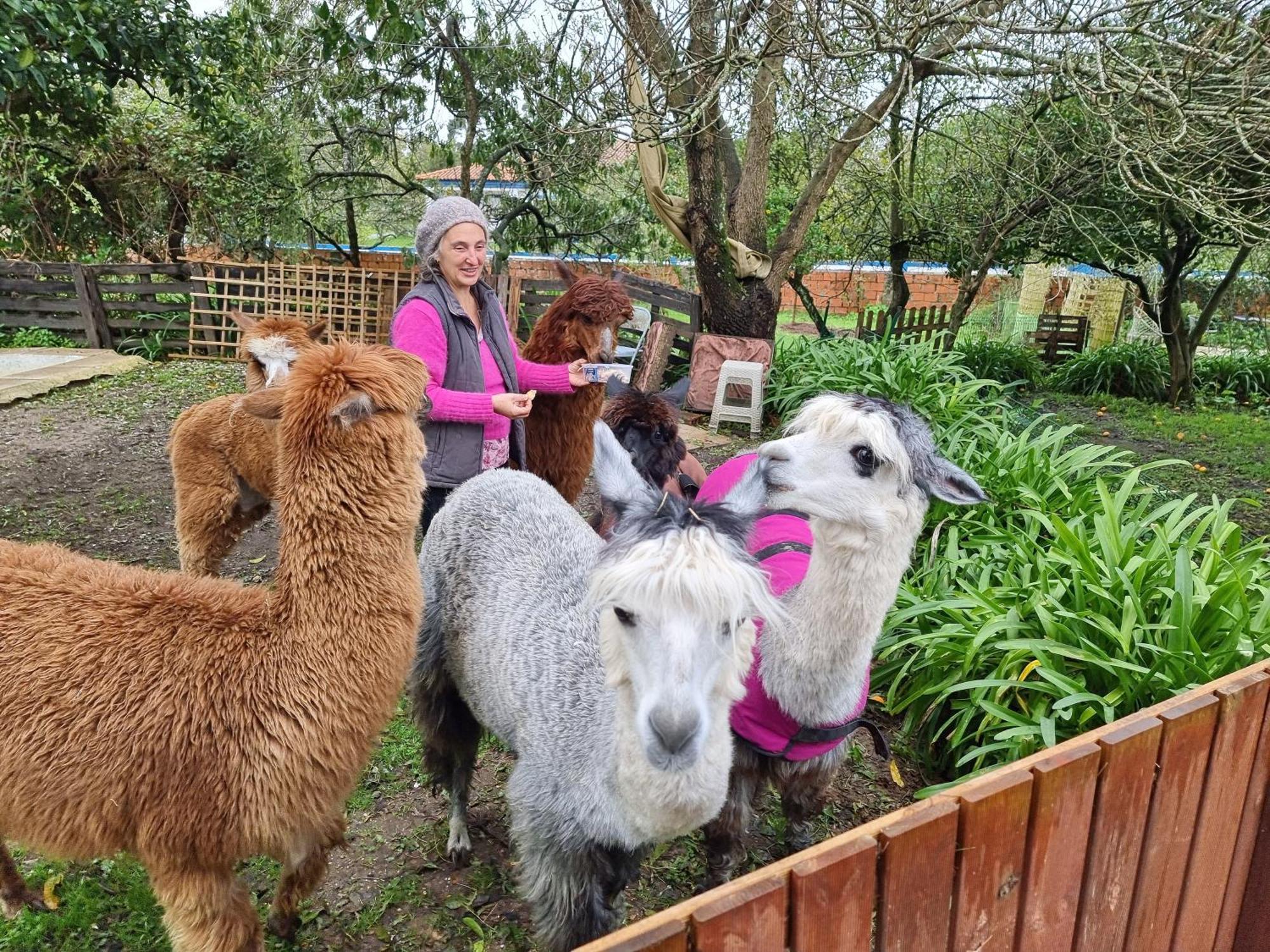 Monte Frio Alpacas Villa Nariz Exterior foto